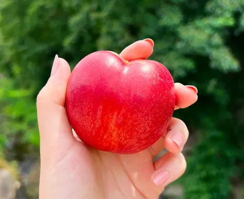 강력추천 경산 신비복숭아 2kg 추천상품