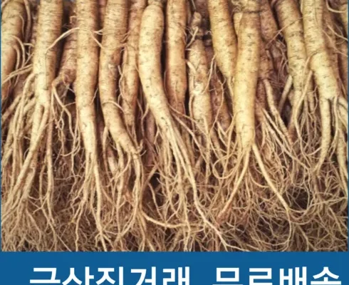 강력추천 금산인삼 삼계탕 1.2kg x 8팩  베스트[2024]